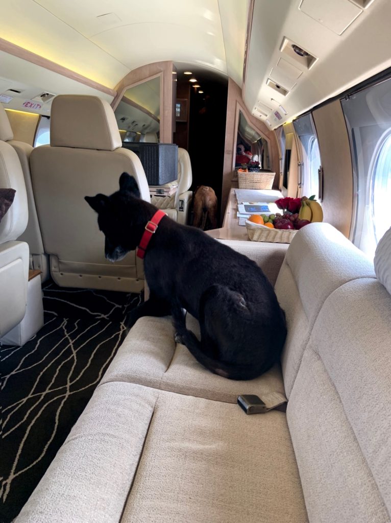 Flying Private Jets with Dogs