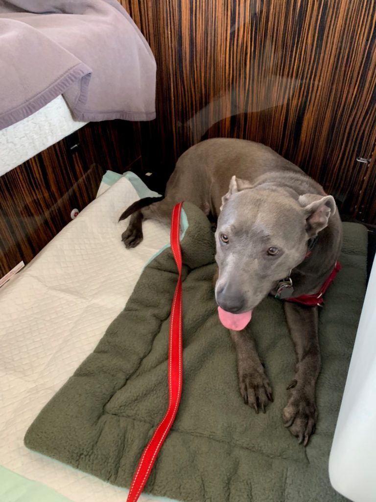 Dog Laying On Bed In Private Jet