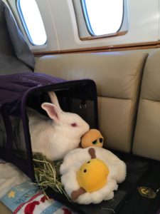 Animals Private Jets