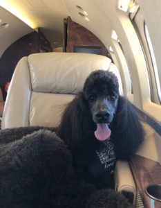 Standard Poodle on a Jet